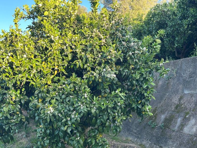 Foto ab00f0f7-a65a-44f6-b101-b5789bc076a3. Masia a Oliva pueblo Oliva