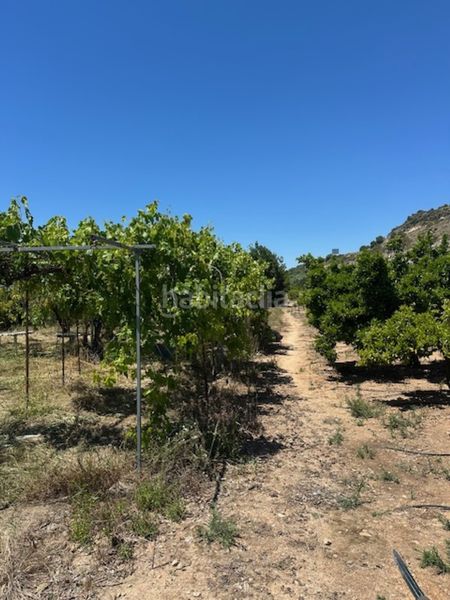 Foto d98025b1-d40e-459c-a6e8-3a96adf7aac1. Finca rústica a Font d´en Carròs (la)