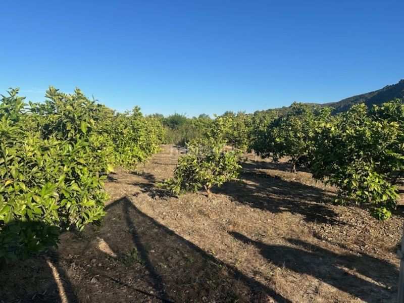 Foto a6cc917e-0ba0-4a15-93b9-402bfde7b379. Finca rústica a n/a a Xeresa