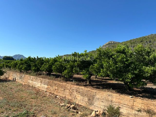 Foto 05db4ef0-36e0-4306-a1ec-90744a45d40f. Finca rústica a Palma de Gandía