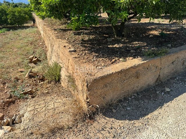 Foto 134ca11e-0881-4269-9c01-1f1f3061fb32. Finca rústica a Palma de Gandía