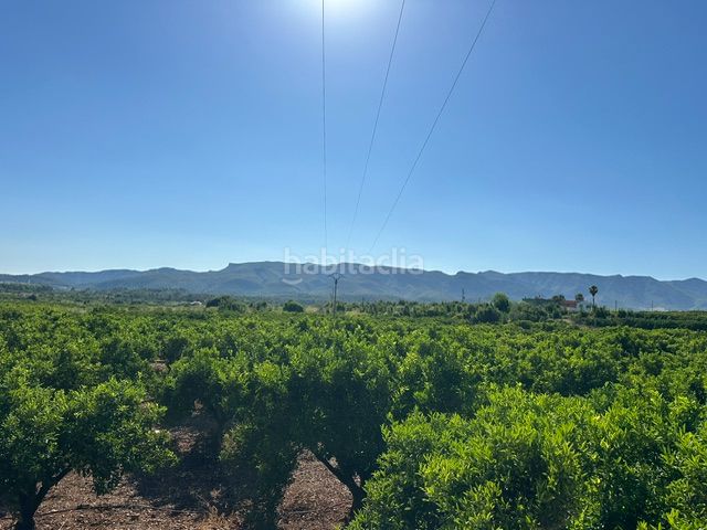 Foto 16c8e548-3689-4157-9b28-09d7a0c6ab8a. Finca rústica a Palma de Gandía