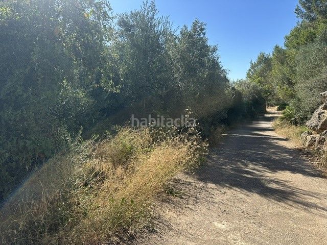 Foto 2e07d4c3-06a1-41a8-a68b-6e11e950c875. Finca rústica a Palma de Gandía