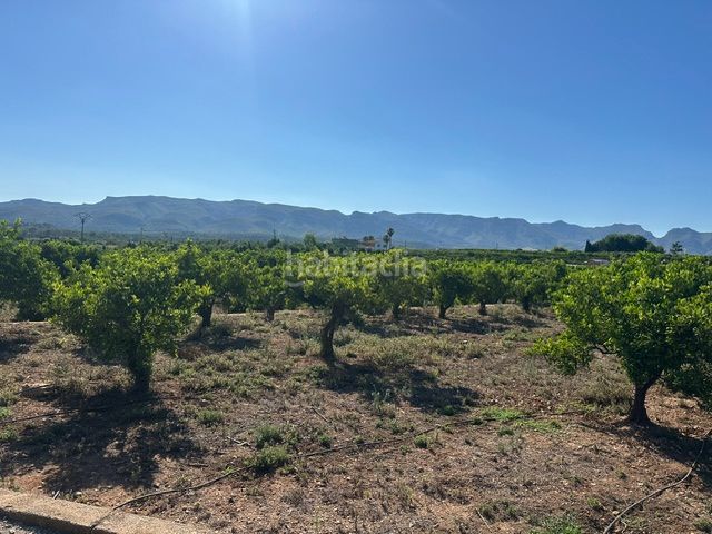 Foto 95cad3e0-d100-4c5c-b9e0-b2d2fbdf8daf. Finca rústica a Palma de Gandía