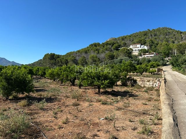 Foto 9645e0cc-f9cd-4fae-a169-0527ef67f224. Finca rústica a Palma de Gandía