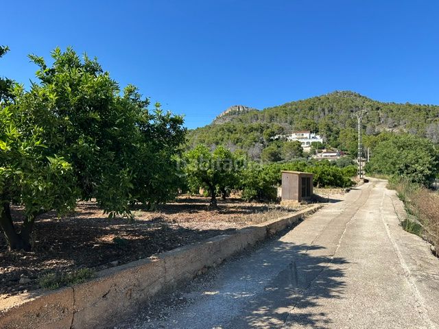 Foto a106a935-e98e-4c1b-a056-48064d1bb255. Finca rústica a Palma de Gandía