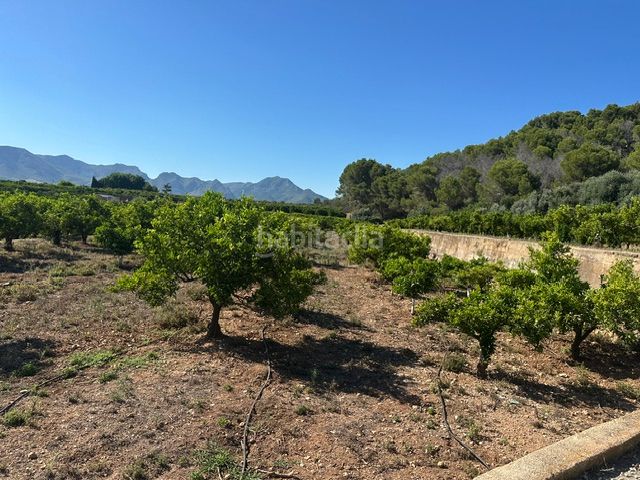 Foto ab1592c9-903c-47c8-8d0e-e24f72d6941b. Finca rústica a Palma de Gandía