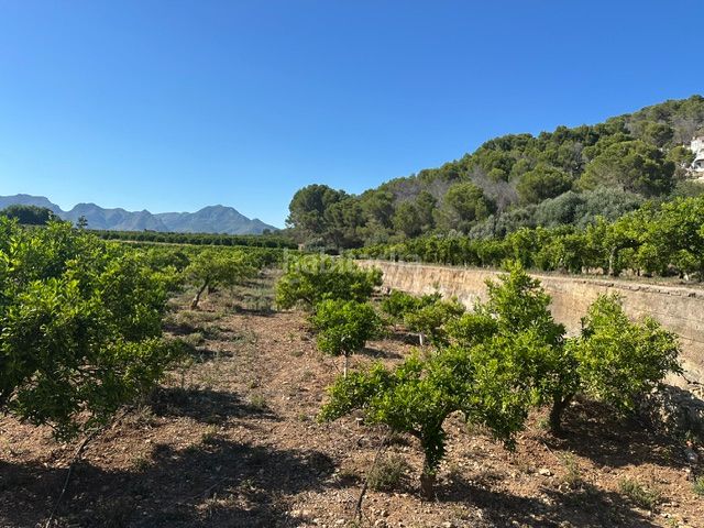 Foto bbe8b07f-3d92-450b-9acc-e6d89ed5e5ee. Finca rústica a Palma de Gandía