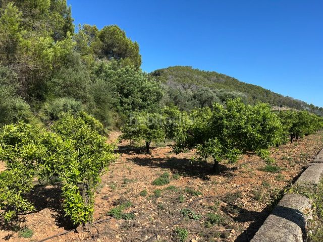 Foto c92b89d3-f0b0-4e34-899e-2c2de1a474b1. Finca rústica a Palma de Gandía