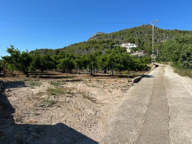 Foto df7b9db4-d856-432b-966d-99a1f0341903. Finca rústica a Palma de Gandía