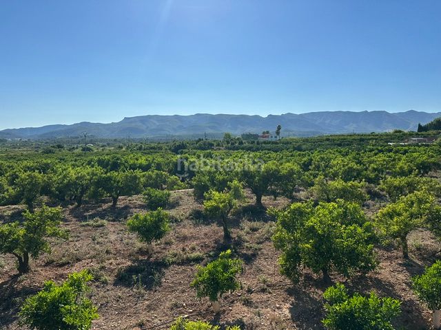 Foto ec1566d3-4653-445c-a9ad-614fe1454902. Finca rústica a Palma de Gandía
