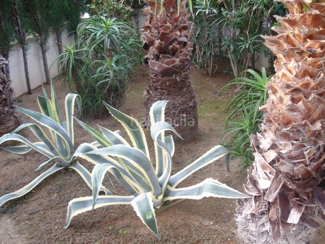 Foto b2c0e876-400c-4347-9558-07b16a8bdc0e. Casa adossada amb calefacció a Pino Alto Miami Platja