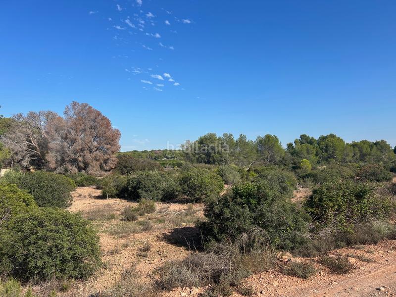 Foto 25ebc794-0b6f-407a-ad38-dda19bb57330. Rural plot in Los Pinares-La Masia Bétera