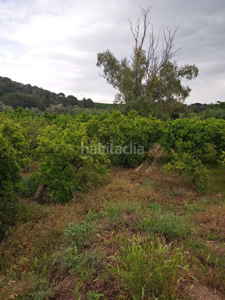 Foto 4bf4fbe7-64f6-462b-8fb5-b8397ecb8e8c. Finca rústica a Barxeta