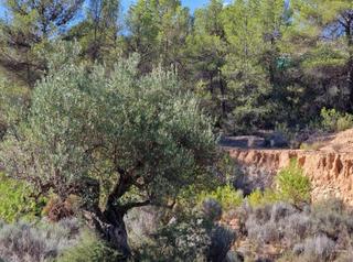Terreny residencial a Tibi. Se vende parcela   27.000 mts  facil acceso  tibi