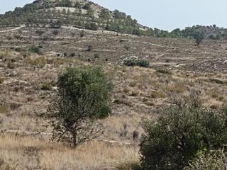 Terreno residenziale in Moralet. Se vende terreno grande para inversion 36000 cuadrados