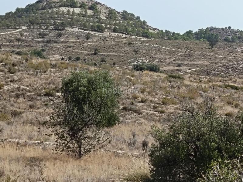 Foto c6c39e41-3e61-4396-aa78-d138a4d49c13. Terreno residenziale in Moralet Alicante