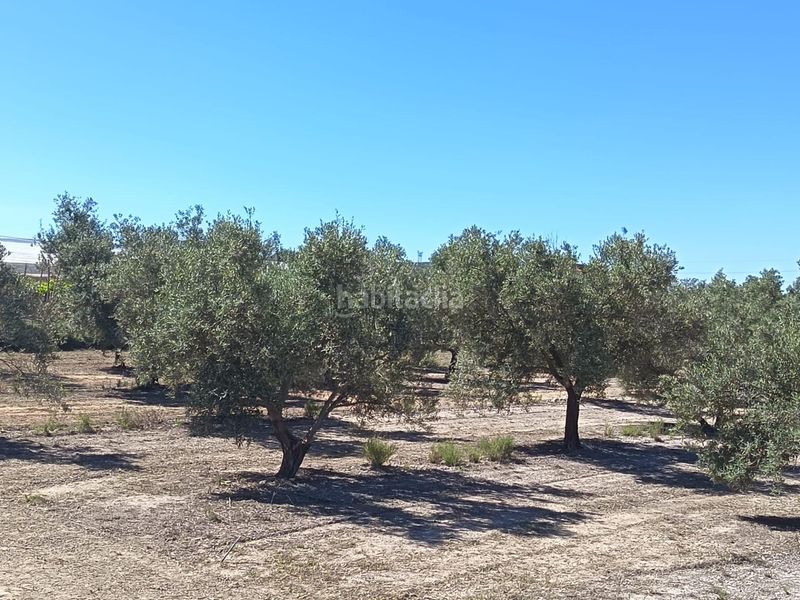 Foto 1a5a86fe-dd3b-4806-acd5-705cd74d2121. Finca rústica a Monforte del Cid