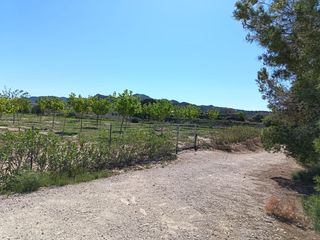 Finca rústica a Monforte del Cid