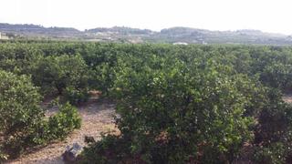 Masia a Montroy. Campo de naranjos con chalet