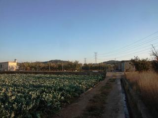 Mas à Santa Bárbara. Campo vallado, con naranjos y caseta para aperos