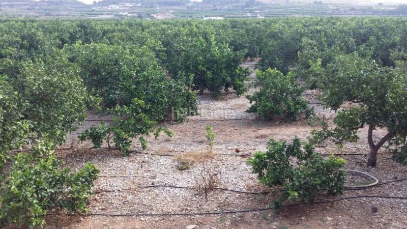 Foto b54baa1a-0d3a-4b04-83a0-4ba52f8f0bfc. Finca rústica a Montroi / Montroy
