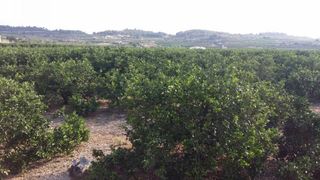Rural plot in Montroi / Montroy. Campo de naranjos con chalet