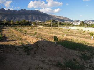 Residential Plot  La pila. Excepcional parcela totalmente llana con pozo de agua propio