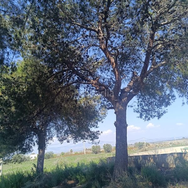 Foto 2aa38581-aa6d-450d-b3a3-7e6adc7ff8c5. Finca rústica a La Marina Elche / Elx