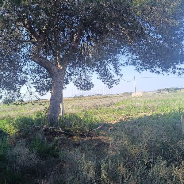 Foto d0c275b9-022c-4132-a1ff-a5a53ca832d2. Finca rústica a La Marina Elche / Elx
