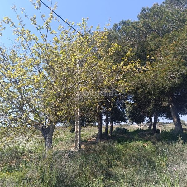 Foto eaad169f-7945-430d-83cd-5ca783a8b7f1. Finca rústica a La Marina Elche / Elx