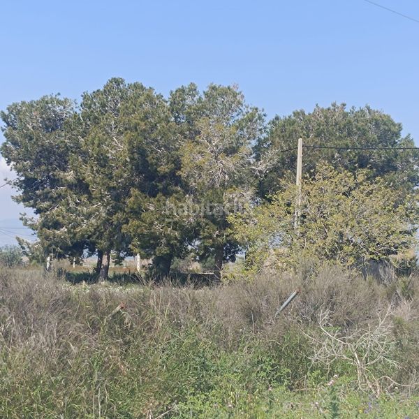 Foto f8892326-3e86-45b4-b840-6c24e4b08579. Finca rústica a La Marina Elche / Elx