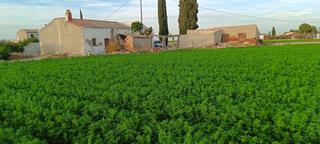 Masia  Camino del almajal. Casa para reformar en callosa de segura con terreno de 4 tahúlla