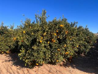 Masia en Urbanizaciones. Finca rustica en lliria de naranjos