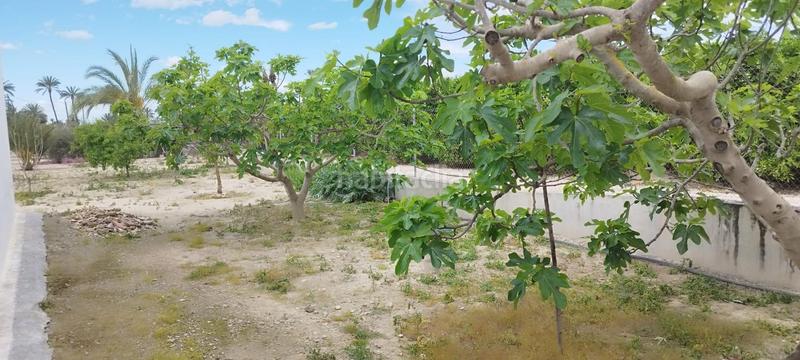 Foto a442bca4-3f87-46ac-acac-1dc60bb2e5f3. Casa tu campo para vivir en tranquilidad en La Algoda - Matola - Llano de San José Elche / Elx