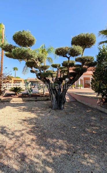 Foto a944f90a-19b6-4b90-8785-be9381324ceb. Xalet amb aparcament piscina a La Algoda - Matola - Llano de San José Elche / Elx