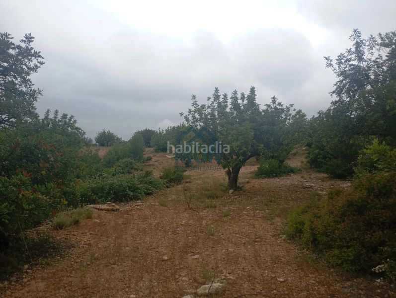 Foto e23d7166-3856-4df1-8323-6f270dba01e2. Finca rústica a Buñol