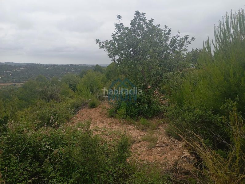 Foto fecfe3b0-d2c0-4749-8f45-28746f279876. Finca rústica a Buñol