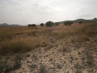 Finca rústica a Salinas. Terreno blanco sin cultivar