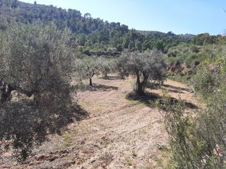 Fondo rustico in Monòver. Se vende terreno en la romaneta (monovar) alicante