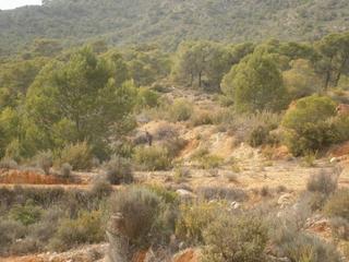 Fondo rustico in Monòver. Terreno blanco y pinada