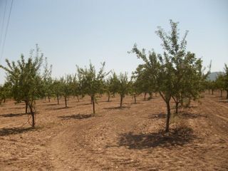 Finca rústica en Monòver. Parcela con agua