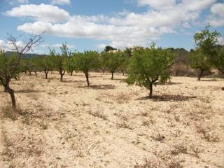 Finca rústica a Monòver. Parcela de terreno rustico