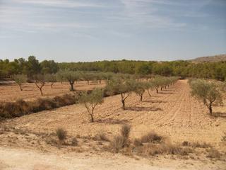 Finca rústica a Monòver. Terreno en sax
