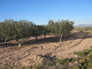 Finca rústica a Monòver. Terreno
