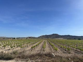 Finca rústica a Novelda. Parcela de terreno