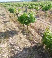 Landgut in Pinoso