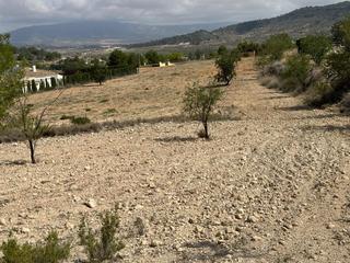 Finca rústica a Monòver. Parcela de 11000 metros
