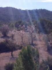 Terreny residencial a Monòver. Terreno en collado victoriano