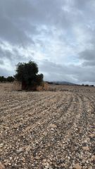 Terreny residencial a Yecla. Amplio terreno en yecla con caseta naturaleza, espacio y múltipl